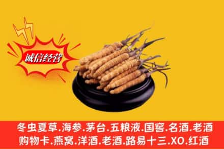 临夏州广河名酒回收冬虫夏草.jpg